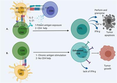 Optimizing T Cell-Based Therapy for Glioblastoma